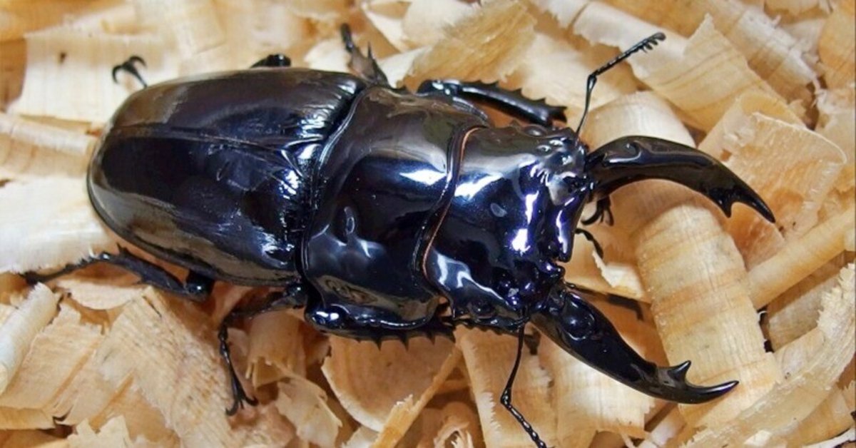 レギウスオオツヤクワガタ 標本 月夜野きのこ園クワガタ菌床販売部 / レギウスオオツヤクワガタ