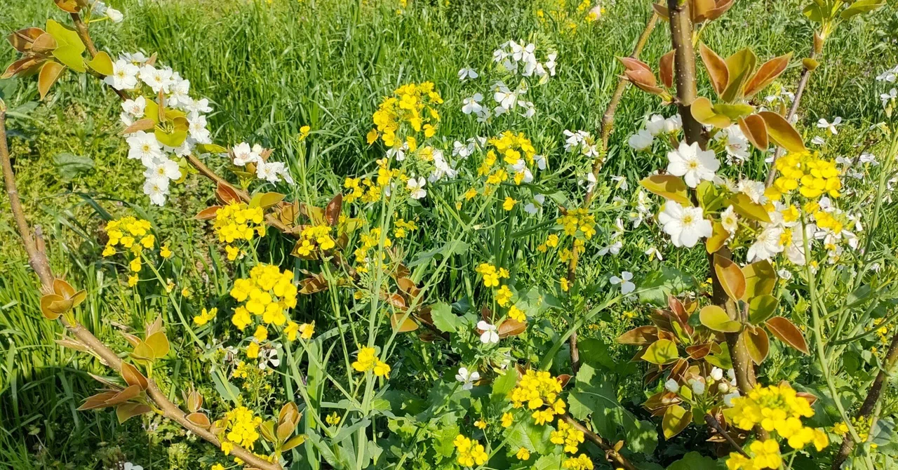互恵で栄える生物界｜たびのくま