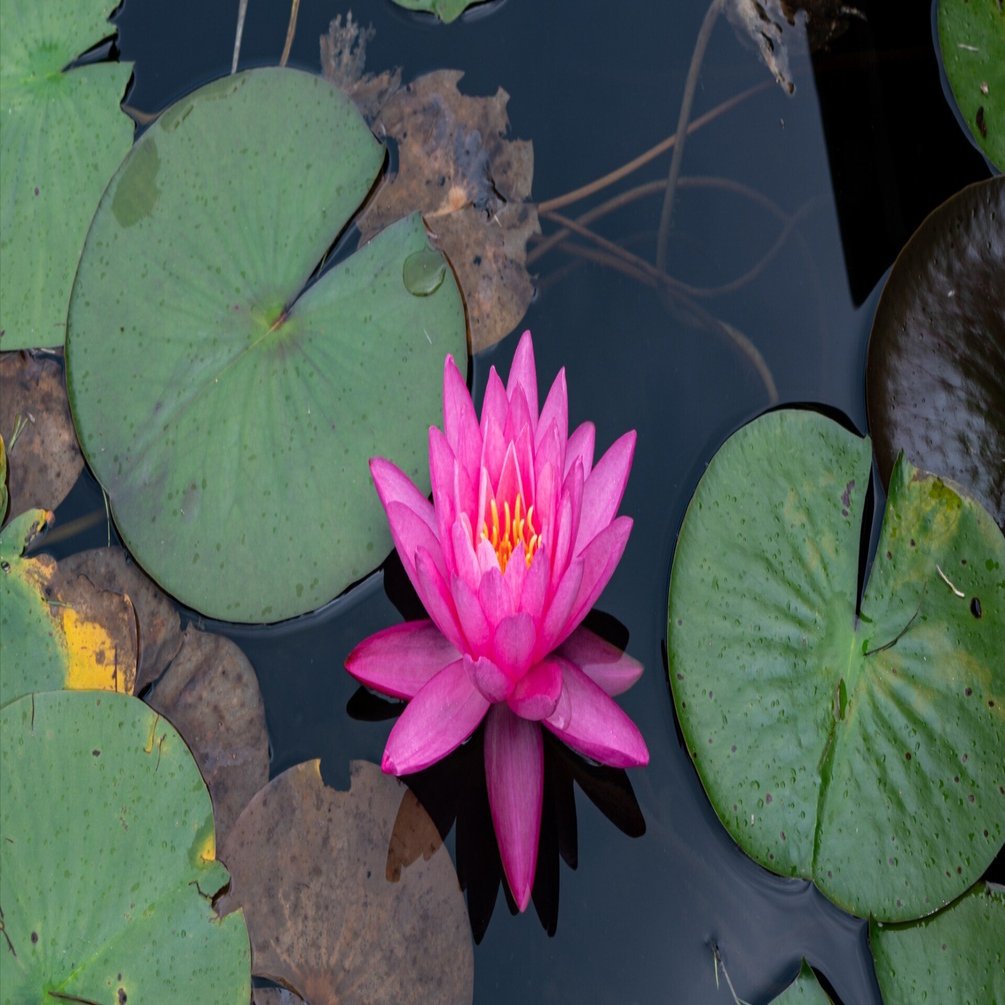 2025年7月5日】木崎湖の睡蓮が見頃！長野・大町市周辺情報と共に写真で