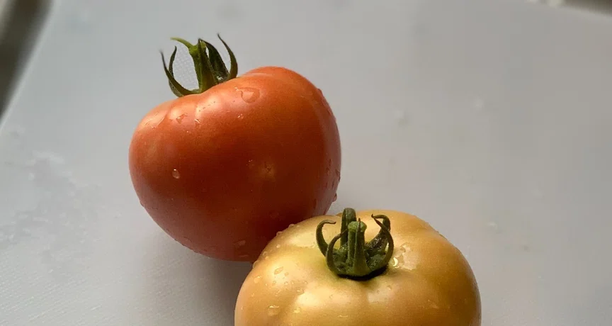 🍅トマト🍅｜ゆるび屋〜自然栽培の記録〜｜note