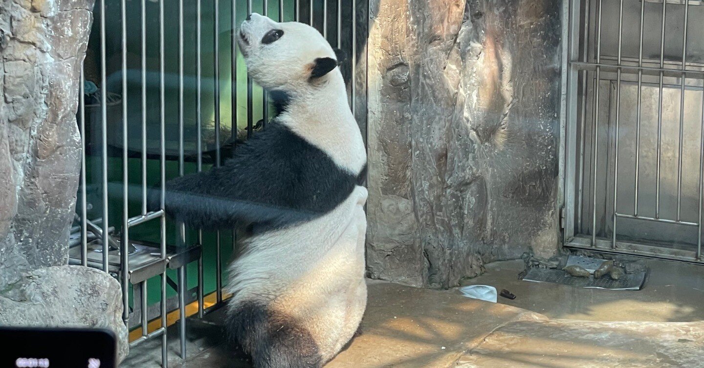 初の北京動物園で、パンダ🐼と対面。パンダ館入園料は4元（約80円