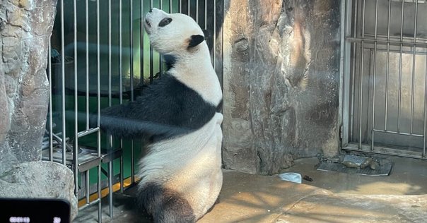 雅安碧峰峡パンダ基地 お勧めのお土産 3選｜Xiangmaru 大熊猫香香丸