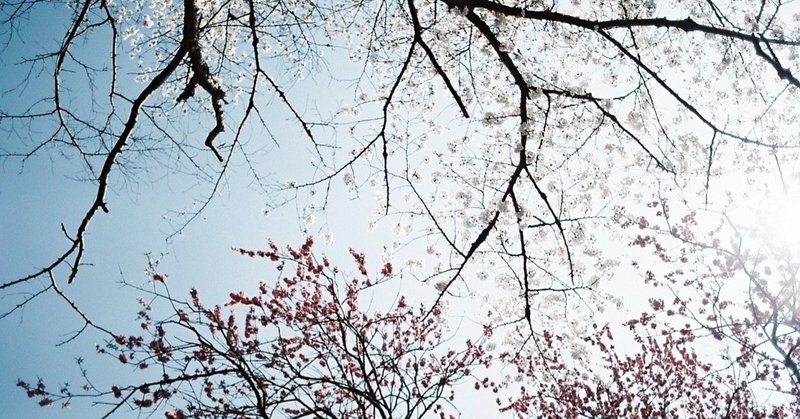 【朝の読み聞かせ】「春になれば、またいいこともある」という言葉が胸に沁みる日本の昔話
