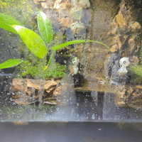 水槽立ち上げのキホン ろ材で増やす濾過バクテリア うさこ Aquarium Note
