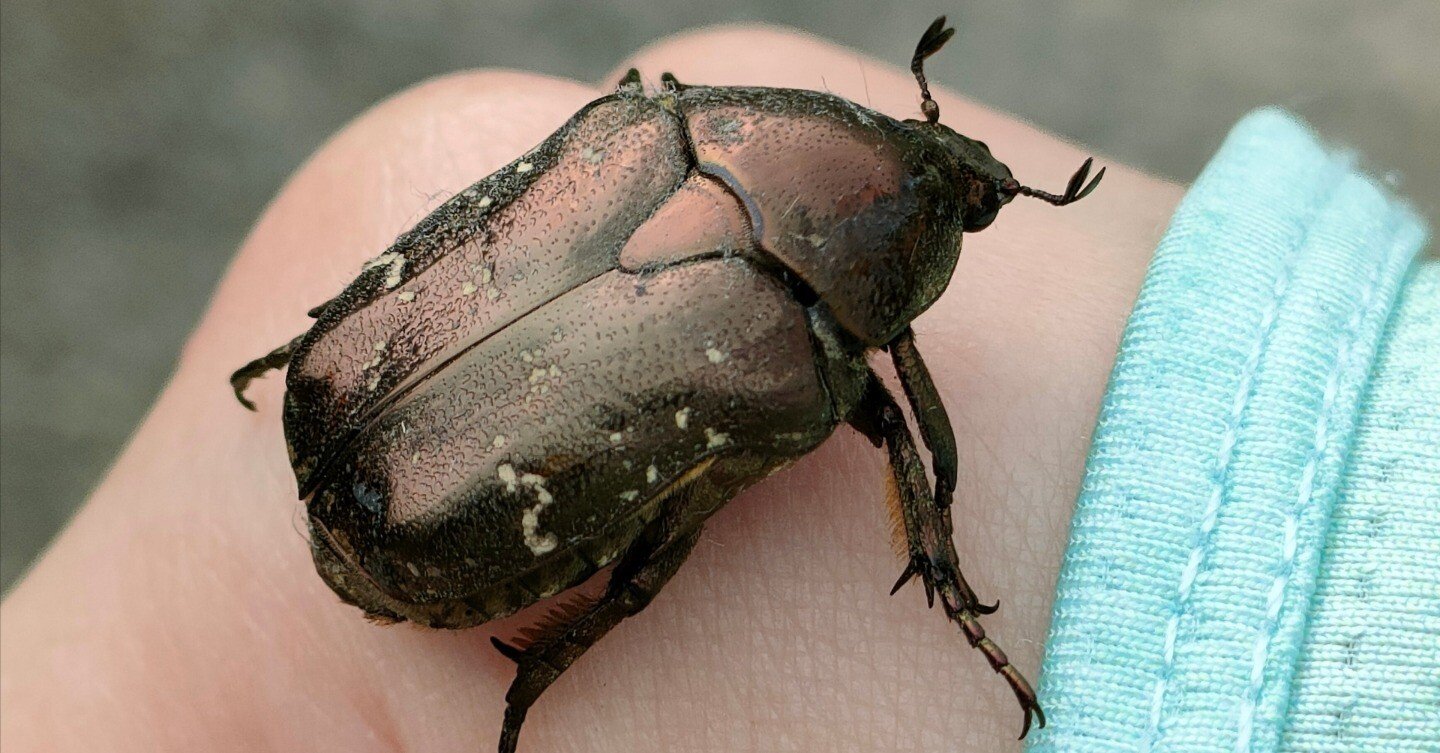 シロテンハナムグリ｜月澄狸
