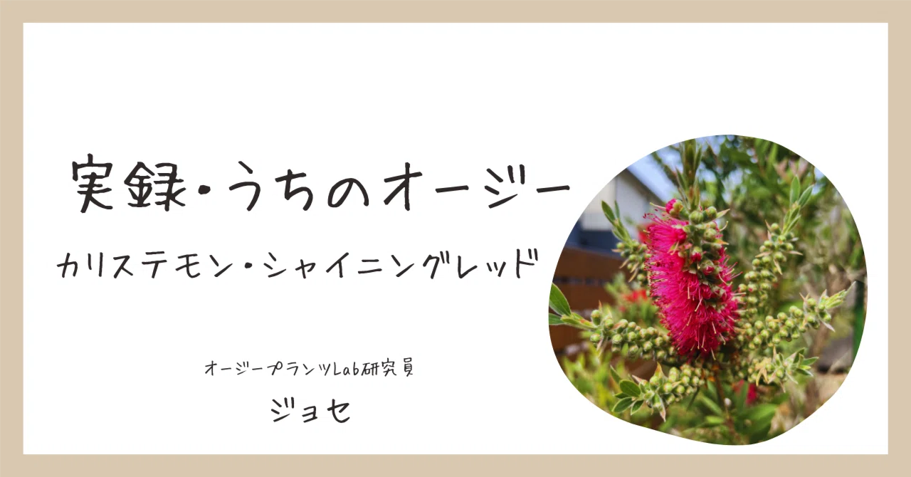 実録・うちのオージー｜ぎゅうぎゅうに咲く！カリステモン 