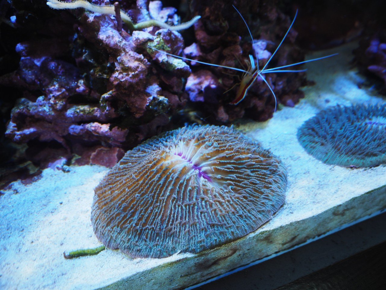 動くサンゴ！クサビライシの仲間｜ひとでちゃん/ サイエンス