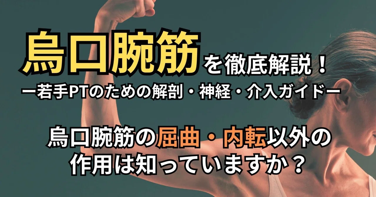 烏口腕筋を徹底解説！ 若手PTのための解剖・神経・介入ガイド｜Y.K