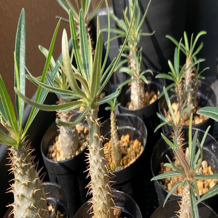 実生グラキリスの成長記録｜ベランダ園芸家 げここ