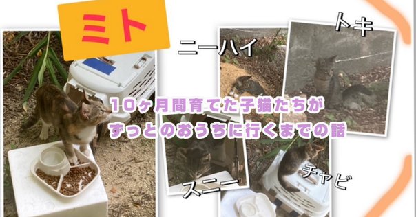 実家の猫の話をするよ｜honchang