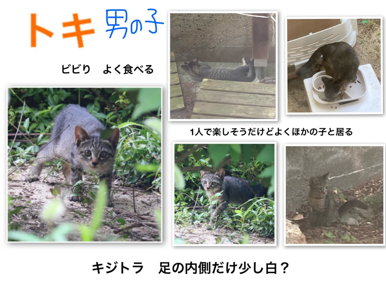 猫ニーハイ白 靴下模様の猫 靴下猫が生まれる理由や種類 その購入