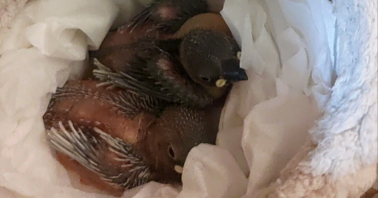 はじめてのヒナを育てる方を応援！まず必要なものとは？」【文鳥 