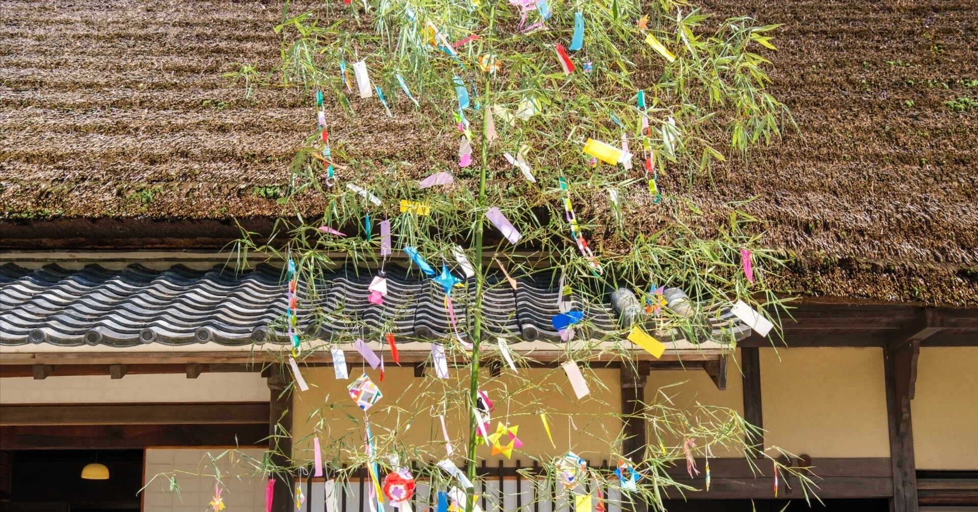 七夕に想う〜モミの木と笹に込められた普遍的な願い〜｜渡辺仁史