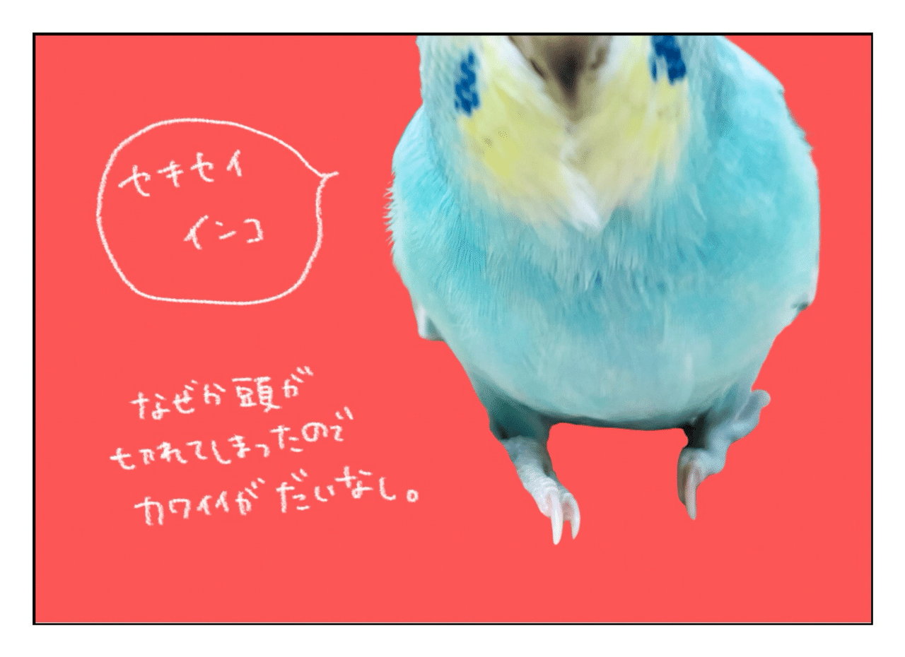 【真緒ページ】「カラフルインコさん」 「サッカーしようよ」 kawaii♡とりさんショット - インコ｜沖奈りんこ🎈ことり