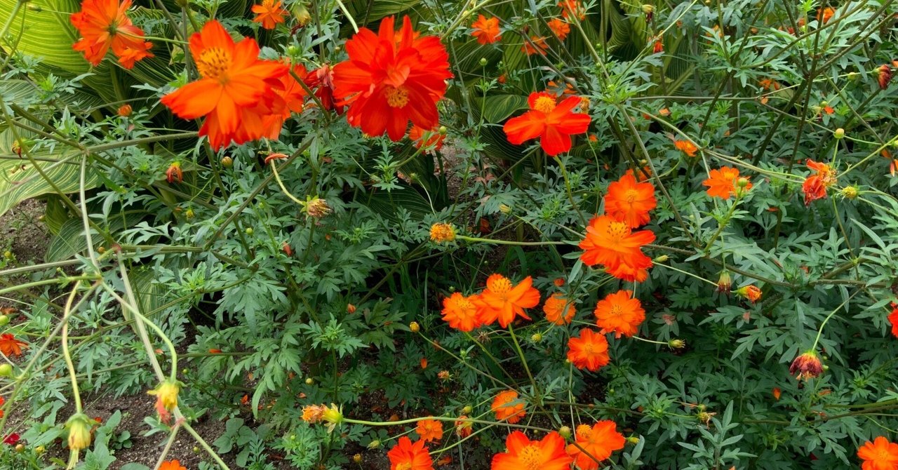 京都の花木百科 夏秋冬 京都府立植物園の沈床花壇:2025年7月8日(火)|藤井秀昭