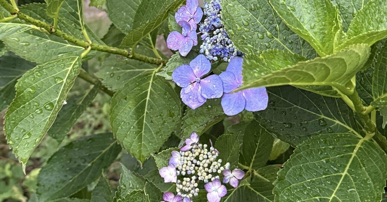 さとです。紫陽花  3点