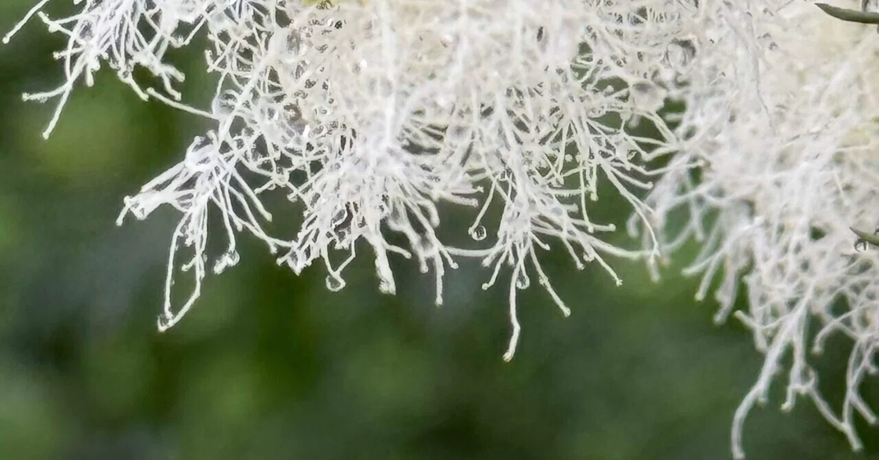 メラレウカ アルテルニフォリア 初夏に咲くは雪の如し｜EGGSEED