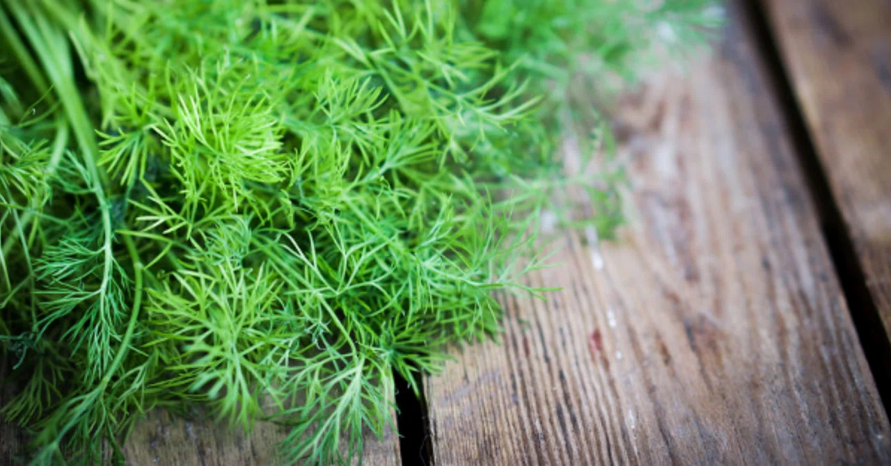 ディル：あまり知られていない自然の抗生物質