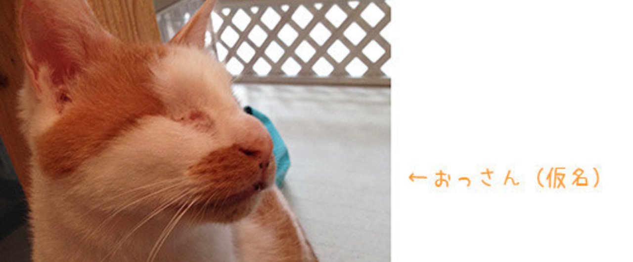 猫の おっさん のこと 3 29のブログより転載 めやお Note 猫の おっさん のこと 3 29のブログより転載 めやお Note