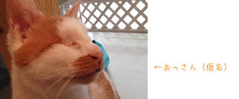 猫の おっさん のこと 3 29のブログより転載 めやお Note