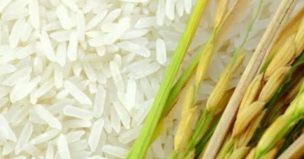 Rice Table Example US Sake Rice Import Project (Draft)|Hiromi Toyoda