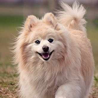 チワワドッグフードランキング おすすめで人気のフードを徹底比較 犬の餌情報局 Note