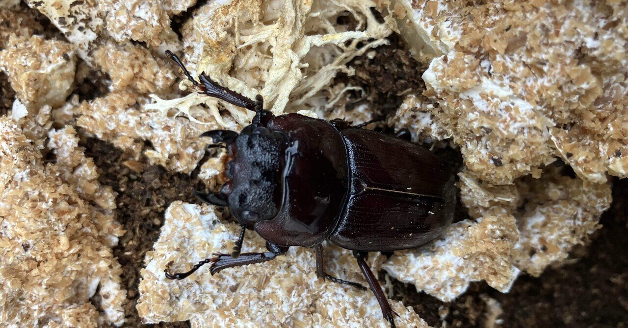 アエネアキンイロクワガタ 大型♂ 2021.12aenea-1-scaled.jpg?fit=