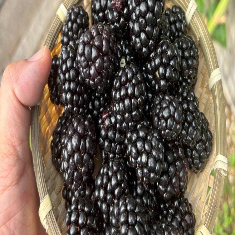 🌿 10年育てて見えたブラックベリー栽培の奥深さ──品種選びが満足度