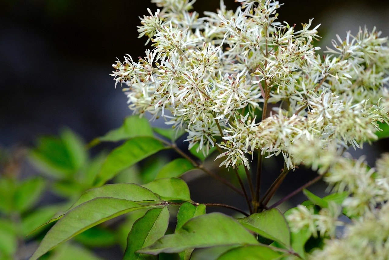 繊細な白い花 マルバアオダモ Hhaannaaiihh Note 繊細な白い花 マルバアオダモ Hhaannaaiihh Note