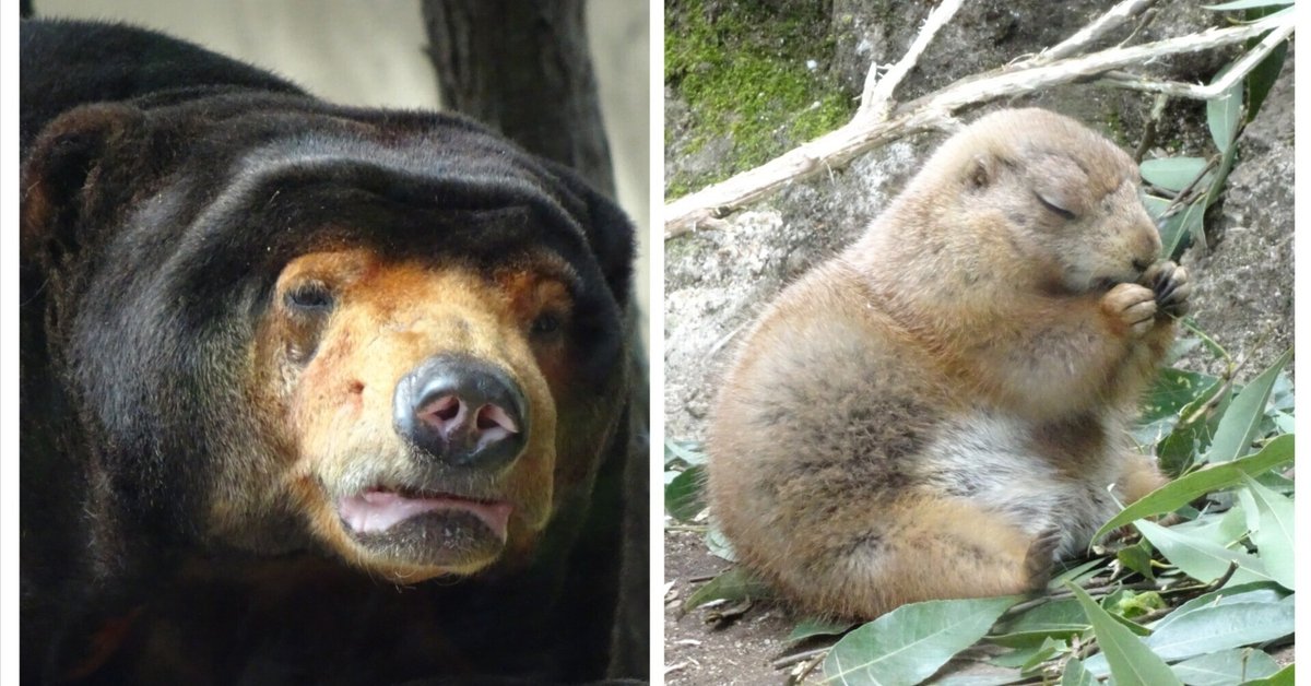 上野動物園百年史 (本編 資料編）2巻 上野動物園百年史 (本編 資料編）2巻 Amazon.co.jp: 上野動物園