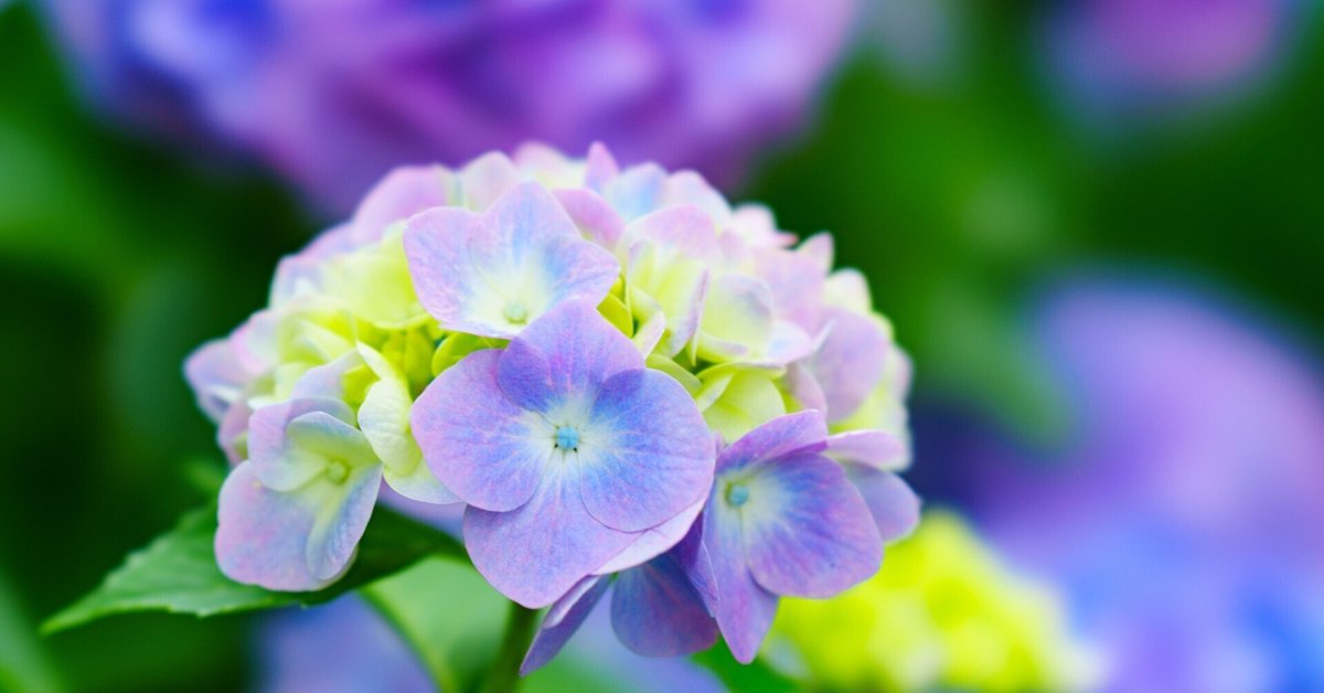 梅雨明けたし、'25の紫陽花をまとめる｜nadir_rl
