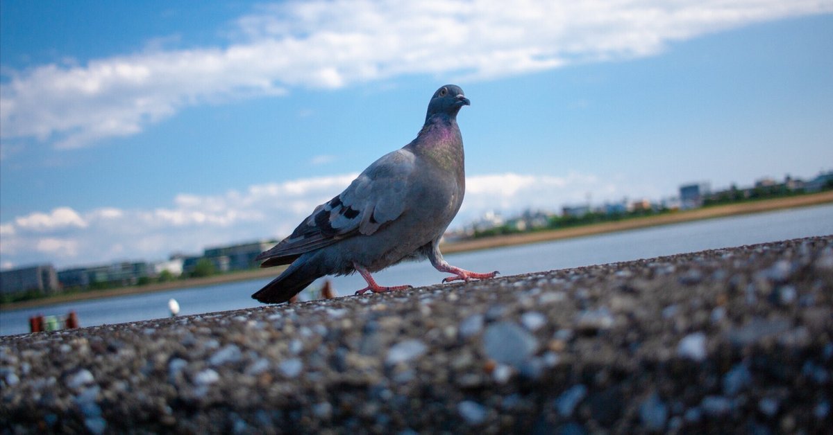 PIGEON&PEACE / はと森ハト hq720.jpg?sqp=-