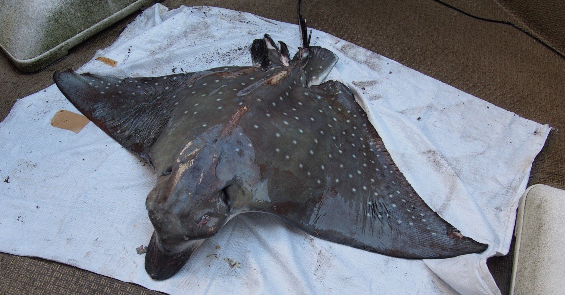 2a7887730599ba7542976178ada2ff