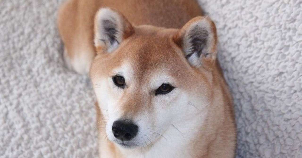 濡れた犬のぶるぶると熱エネルギー ぬひときの Note