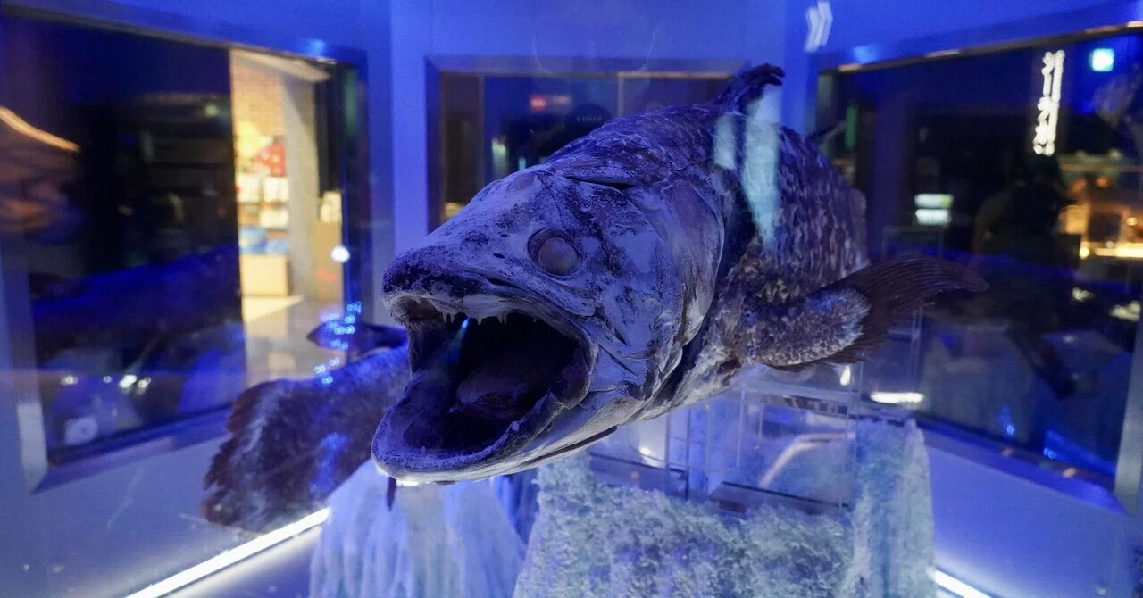 沼津港深海水族館 「シーラカンス・ミュージアム」 / Numazu Deep Sea