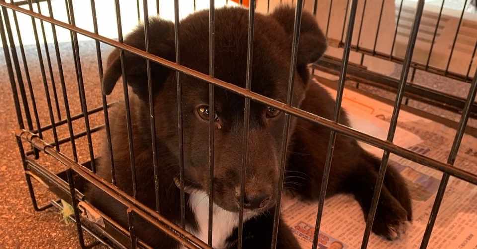 個人的判断 飼うとしたらこの犬種がオススメ ランキング 5選 シスト 犬の心理学研究員 Note