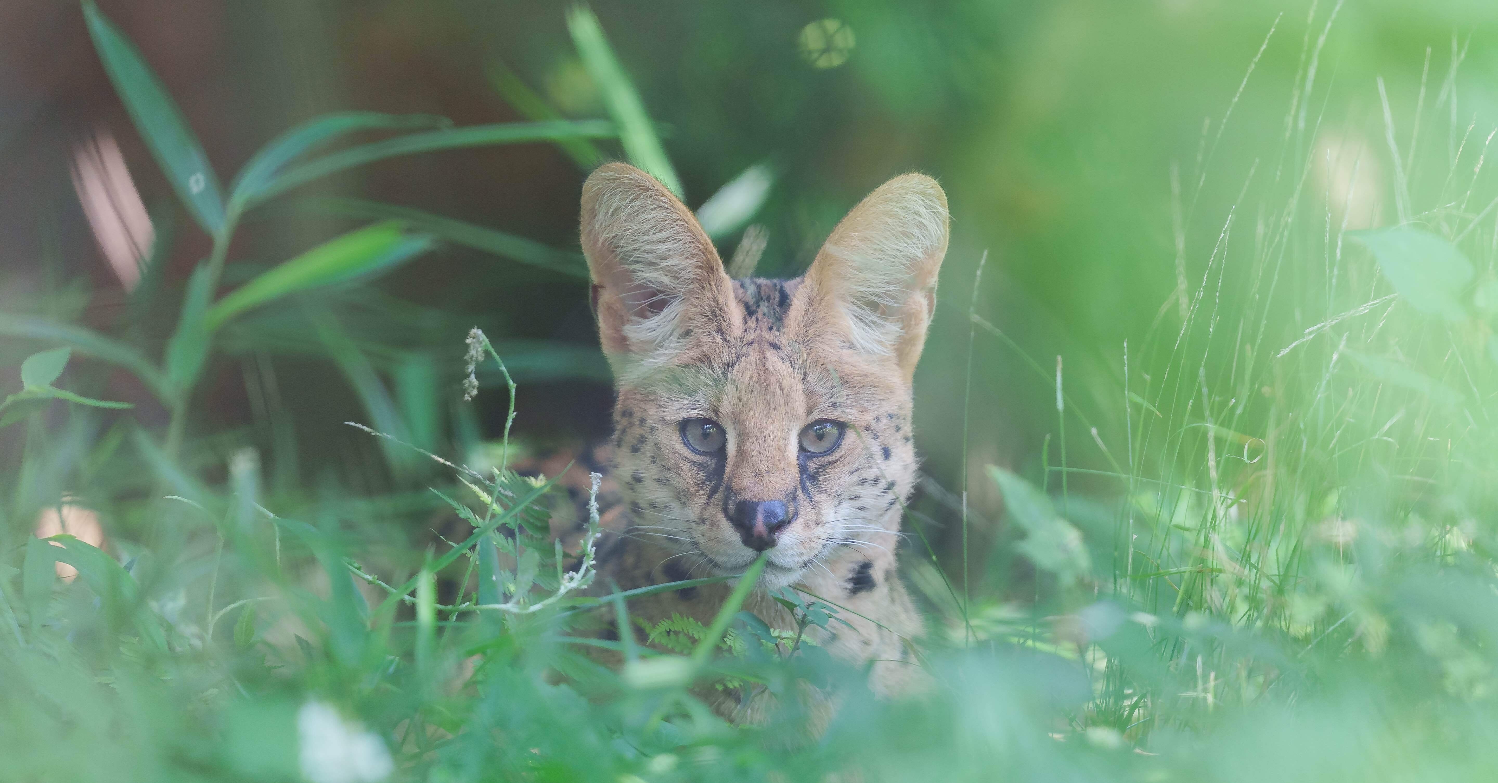 2025年6月22日 多摩動物公園｜chawanのたわごと, image size:5760x3013
