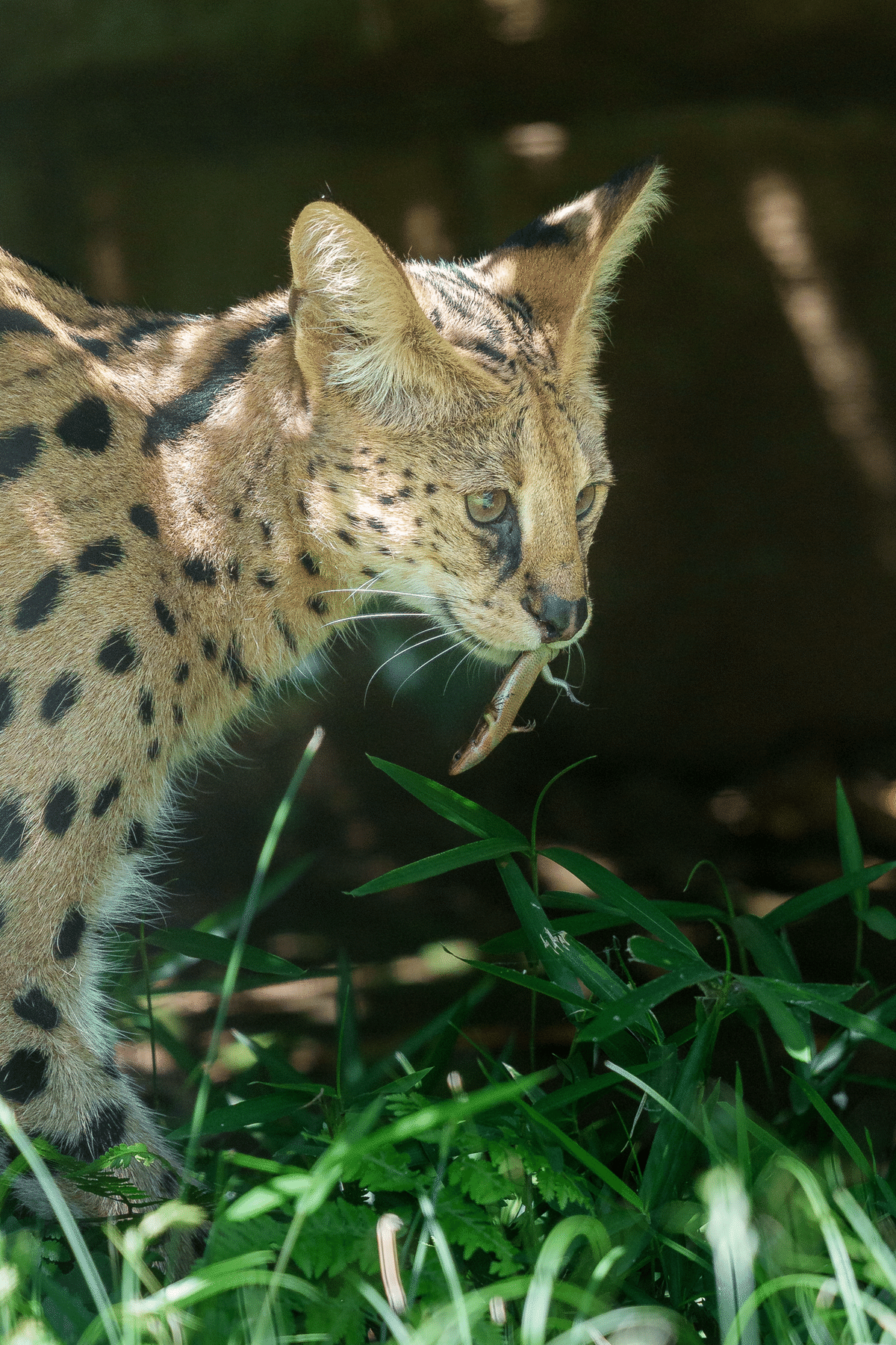 2025年6月22日 多摩動物公園｜chawanのたわごと, image size:1200x1801