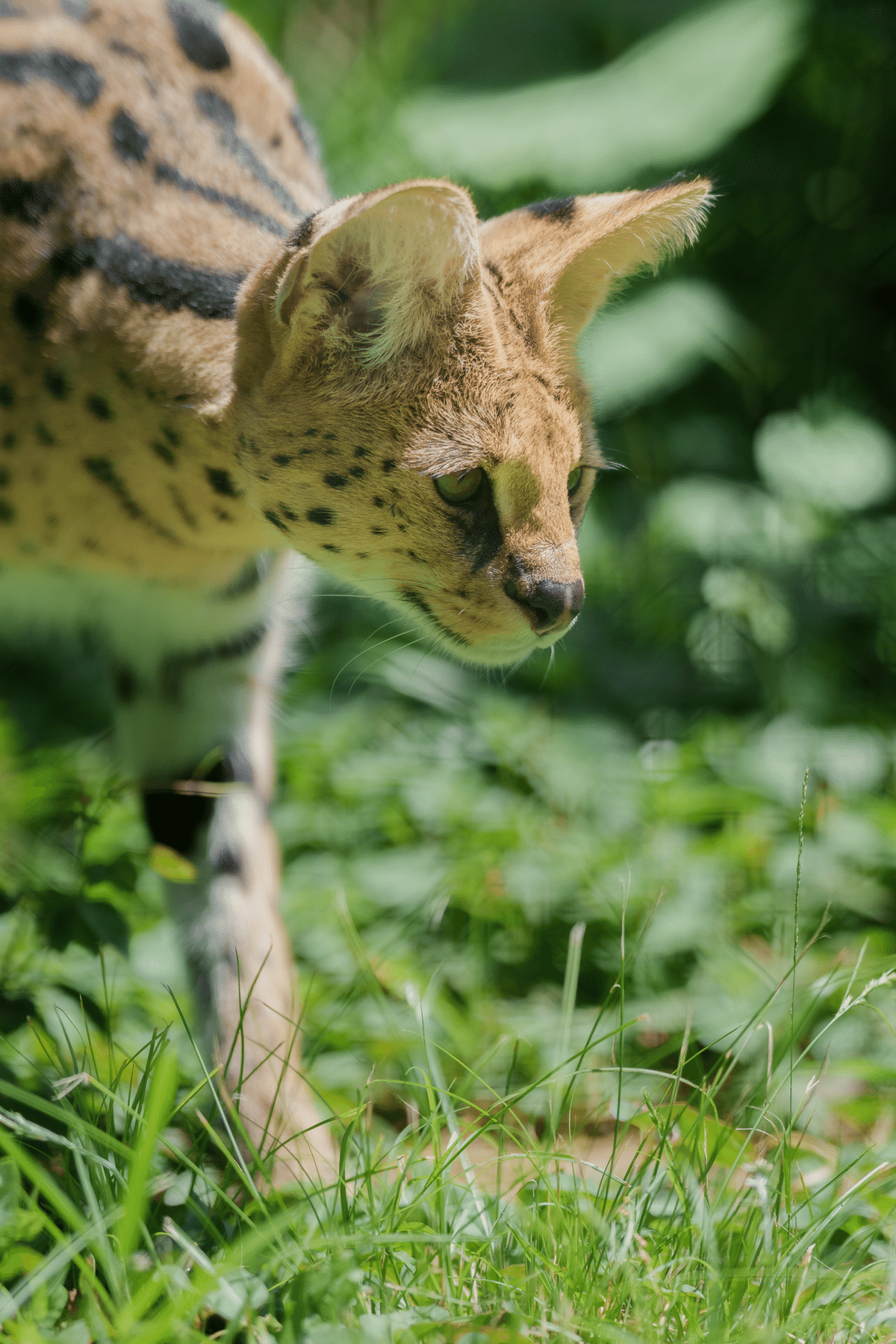 2025年6月22日 多摩動物公園｜chawanのたわごと, image size:1200x1800