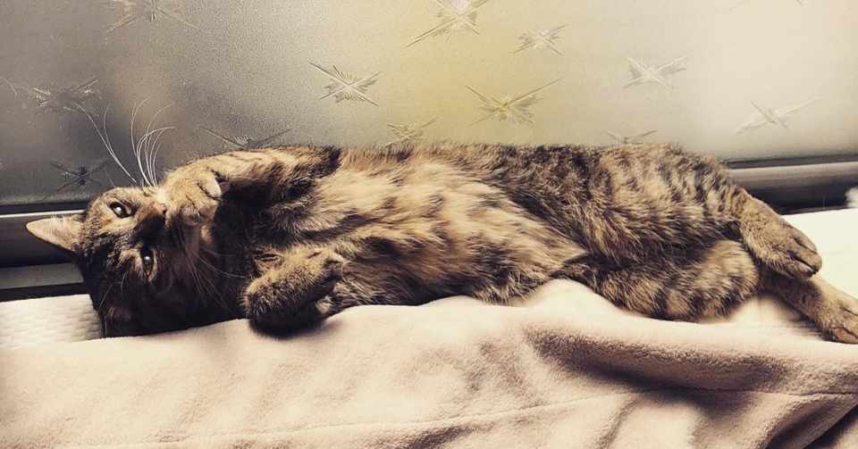 保護猫カフェのススメ うえまつ Note