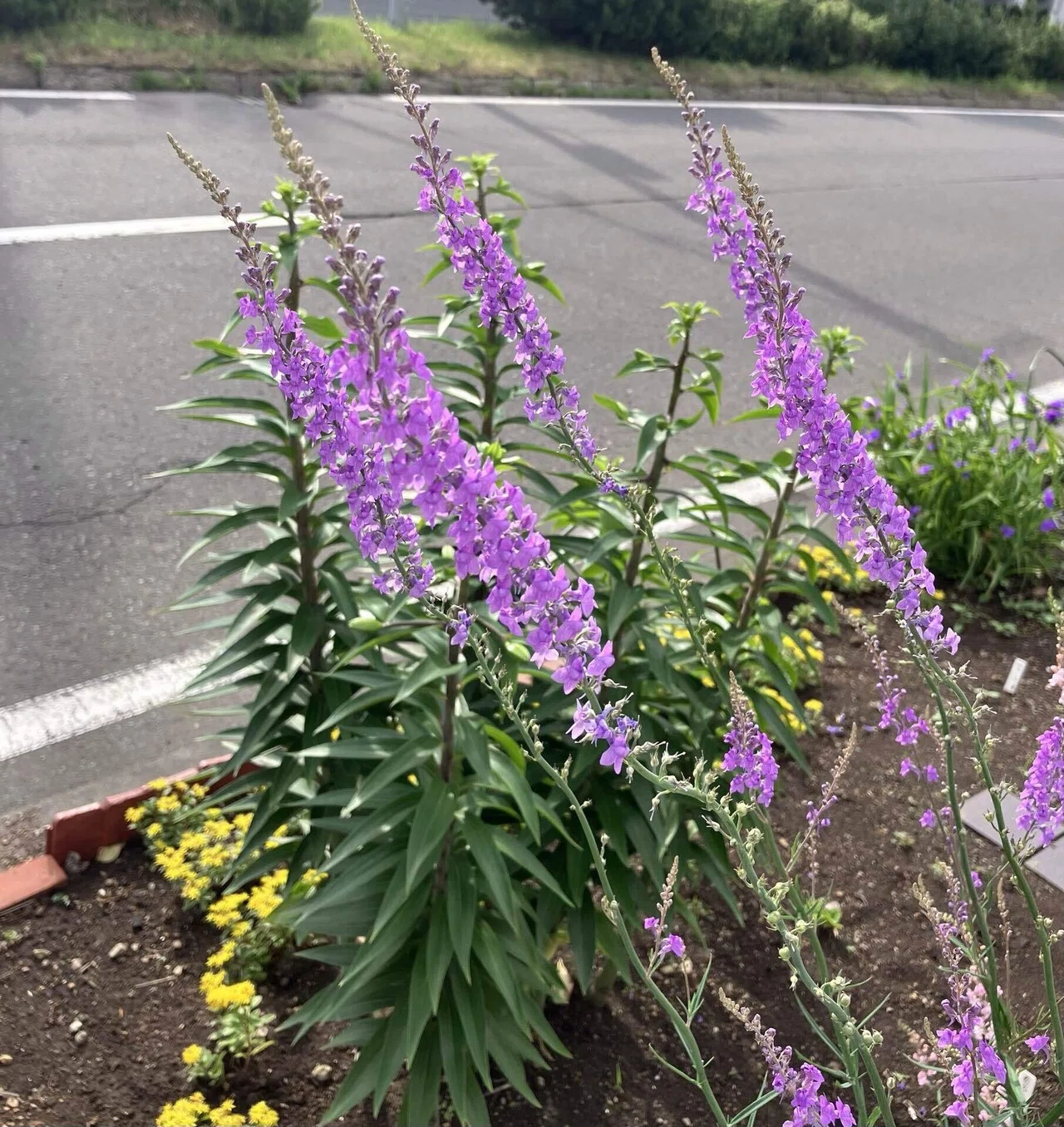 37 リナリアの開花｜花守 望（はなもり のぞみ／寒冷地のナチュラル