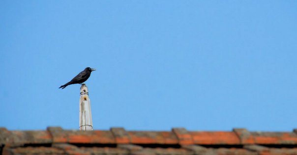 アポロンと白いカラス カラスは白い鳥だった!?アポロンと黄金の羽を持つカラスの伝説