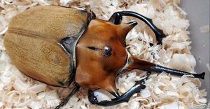 マルスゾウカブト(飼育) マルスゾウカブトの飼育記録【2015～2016】｜AKECHI