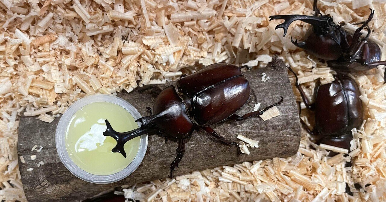 天才息子のことば〜3年目のカブトムシ〜（English follows below ）｜Momo