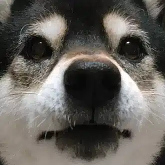 ブシケン