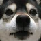 ブシケン