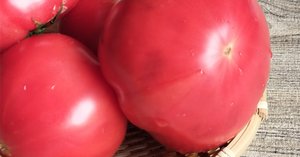 冷やしトマト。ページ Amazon.com: Xiso Ver Fresh Red Tomato Print Men's Casual