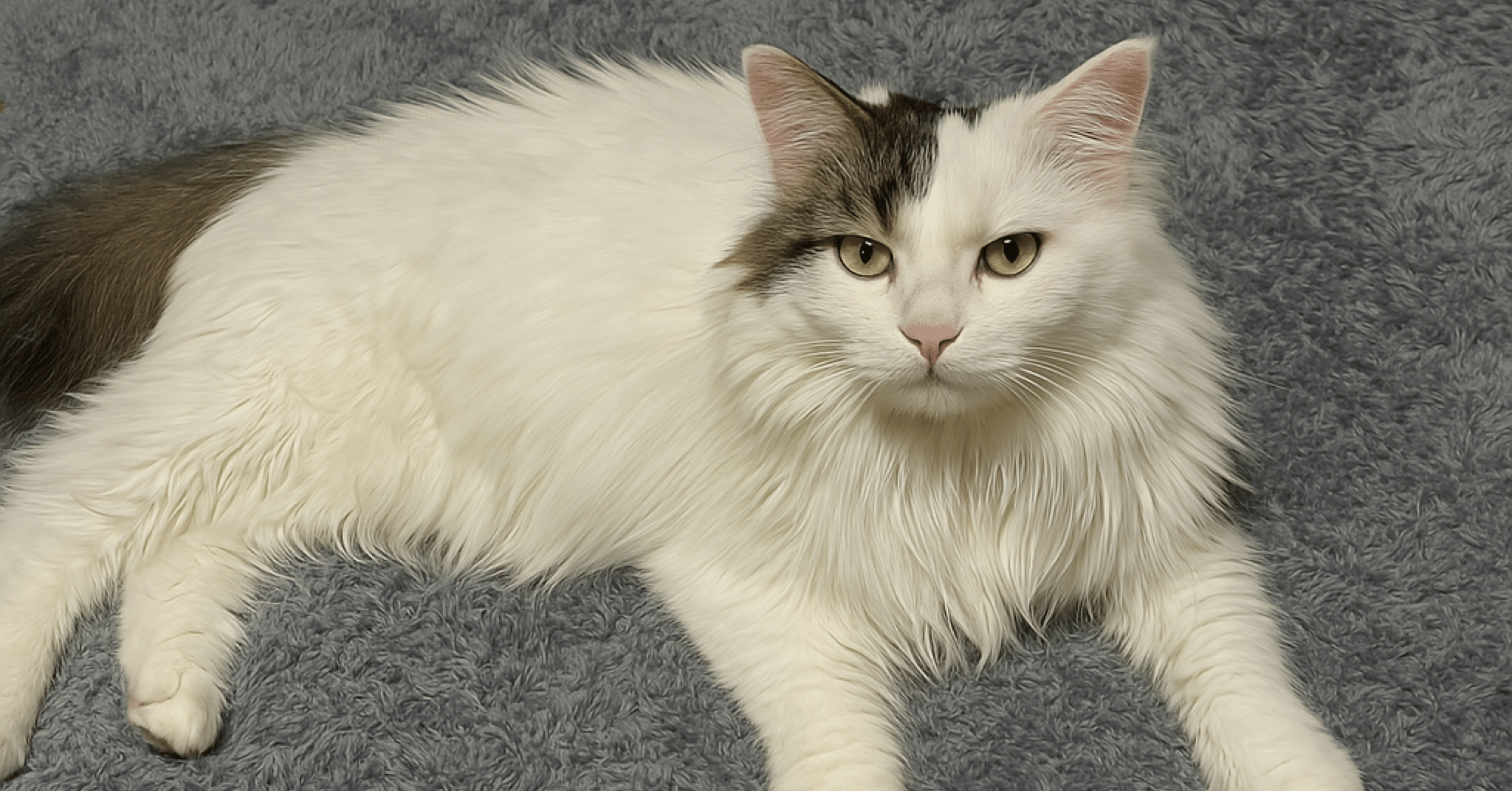 書くことないよ⭐︎｜猫様とごはん