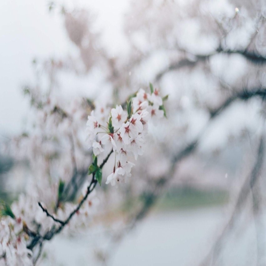 儚い 写真とは Chihaya Kudo 茶々 Note