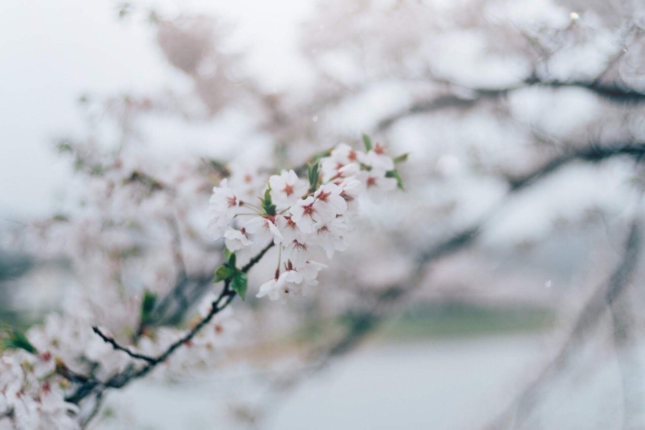 儚い 写真とは Chihaya Kudo 茶々 Note 儚い 写真とは Chihaya Kudo 茶々 Note